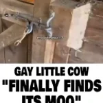 Gay little cow finds its moo
