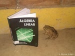 vacalo, paraguaio