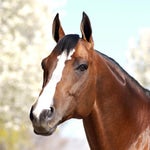 Vine boom sound effect