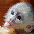 Kan du være en apekatt?