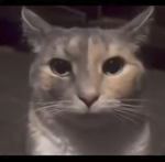 Que significa el bro respeta