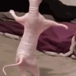 Hoje eu vou sair pelado