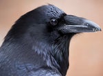 raven caw