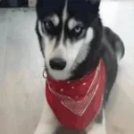 husky 5