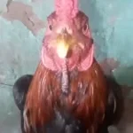 Screaming chicken on tree meme (copy)
