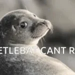 seal rap