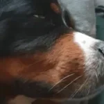 Out For Love | Hazbin Hotel