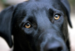 Dog Barking 5