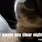 chipi-chipi-chapa-chapa-made-with-Voicemod