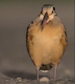 Kanadaschnepfe Pipsiger Vogel