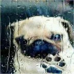 nu-vot-ty-i-popalsia-furriiob-konchennyi