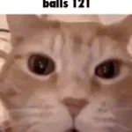 cat-laugh-meme-1