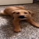 Counter Strike Source AWP Sound