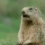 waylon scream - Sound