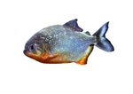 piranha