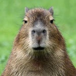 capybara song #shorts #capybara