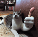 CEZA Neyim Var ki feat