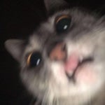 Chipi Chapa (Male Version)