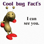 Cool bug Facts