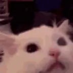 Red eyes laser raging meme [WARNING: LOUD]