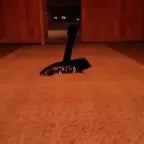 READY OR NOT CUTSCENE