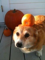 Hechizeros Band El Sonidito