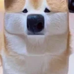 (The song) i want to be ninja - Sound