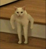 ssstik