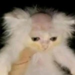 emoji laugh tiktok meme - Sound