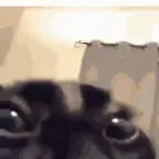 I think Ill lose my mind in hysteria - Sound