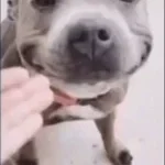 Pitbull Smiling