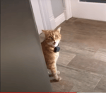 Well Hi - Country Cat