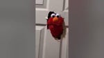 Elmo smashes through door meme