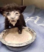 heart break sound board