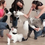 into the fire but microwave