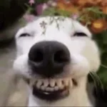 le chien prankeur #fypシ゚viral #cat #shortvideo #fouryou #shorts