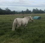 Who's Horse? - Sound