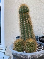 Zouhair Bahaoui Bghit wga3 ma 7assit Video Clip Officiel (mp3) - Sound