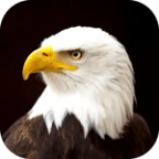 Eagle earrape (copy)