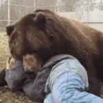 grizzly ni osowareteru