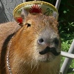 Trust issues Dream (unreleased song)