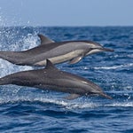 efek suara sensor lumba lumba