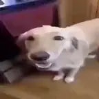 Butter dog type beat ( make loop)