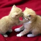 HAPPY BIRTHDAY (copy)