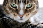 MEOW