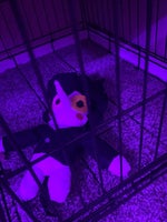 I LIKE BIG SHOTS AND I CANNOT LIE