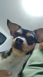ssstik