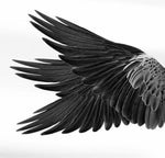 Giant Wing Flapping Sound Effect