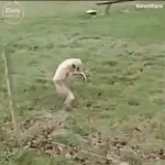 Sneaky snazzy snooply (copy)