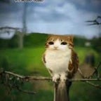 Pure Vessel Scream - Sound